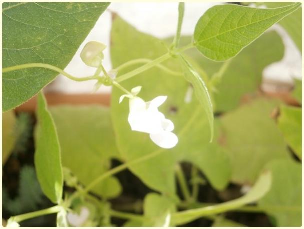 Name:  Kark Fasulye (Phaseolus vulgaris) (2).jpg
Views: 875
Size:  28.7 KB