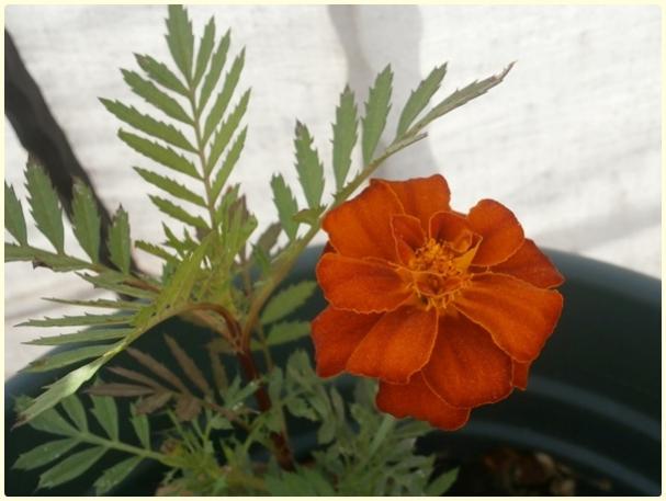 Name:  Kadife iei (Tagetes patula) (3).jpg
Views: 715
Size:  35.8 KB