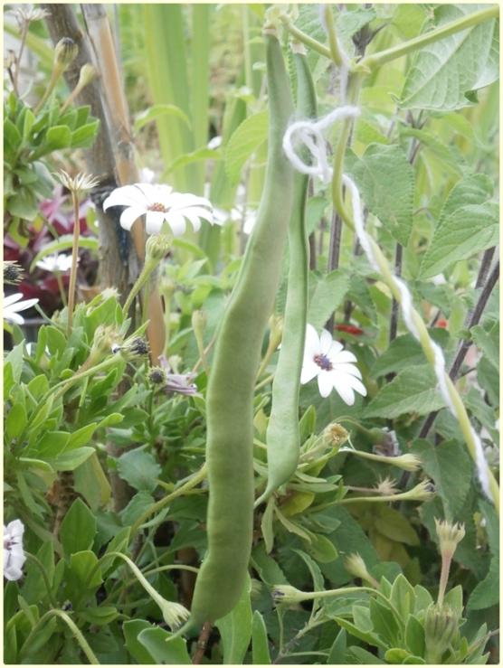 Name:  enberber Fasulye (Phaseolus vulgaris)-Meyve.jpg
Views: 331
Size:  67.1 KB