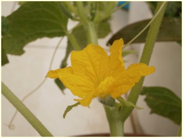 Name:  Salatalk, Hyar (Cucumis sativus).jpg
Views: 634
Size:  24.6 KB