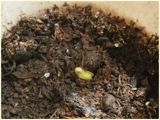 Name:  Kna iei (eker Pembesi).jpg
Views: 599
Size:  56.0 KB