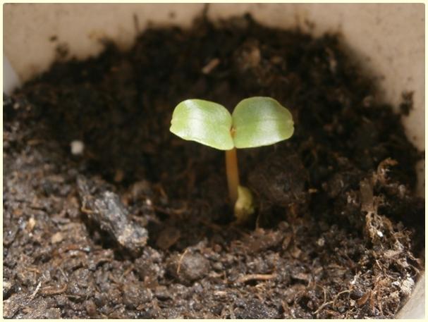Name:  Kna iei (eker Pembesi) (2).jpg
Views: 589
Size:  39.8 KB