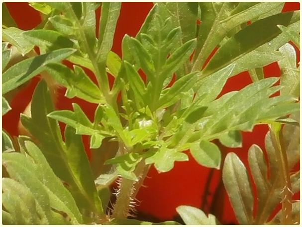 Name:  Turuncu Cosmos.jpg
Views: 674
Size:  46.1 KB