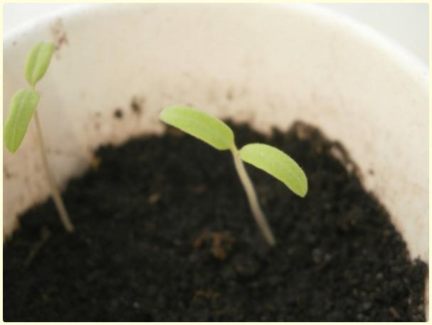 Name:  Yeil Armut Cherry Domates (Green Pear) (2).jpg
Views: 591
Size:  19.7 KB