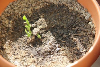 Name:  IMG_1930.jpg
Views: 437
Size:  28.5 KB