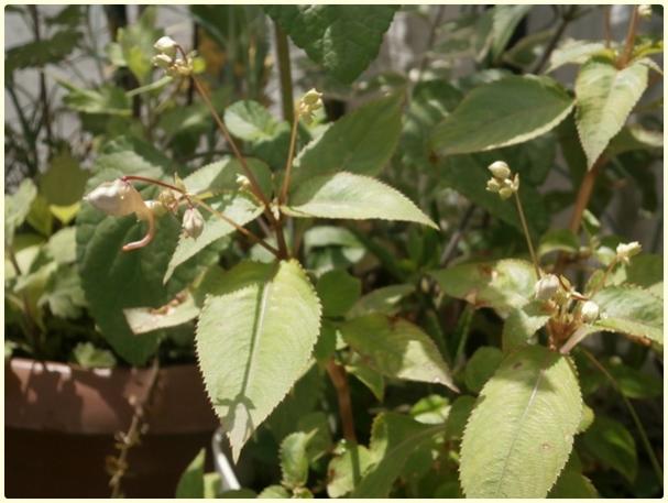 Name:  Impatiens balfourii (Kemir Kna iei ).jpg
Views: 590
Size:  42.4 KB