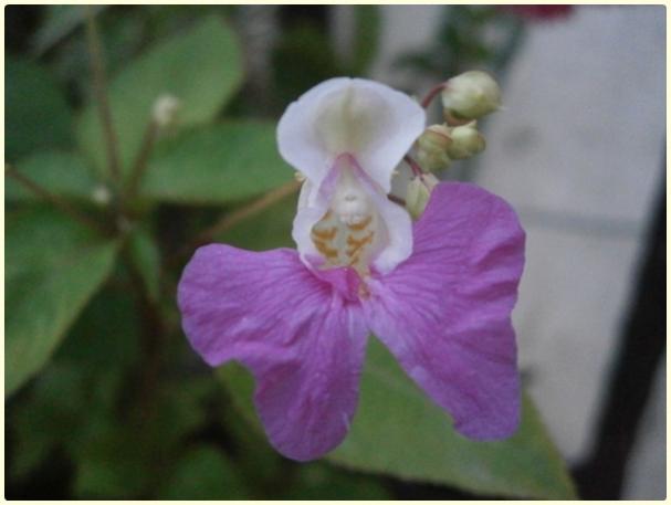 Name:  Impatiens balfourii (Kemir Kna iei ) (3).jpg
Views: 581
Size:  25.7 KB
