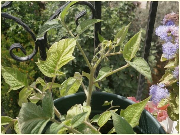 Name:  Japanese Black Trifele Domates ((Solanum lycopersicum 'Japanese Trifele Black').jpg
Views: 595
Size:  57.2 KB