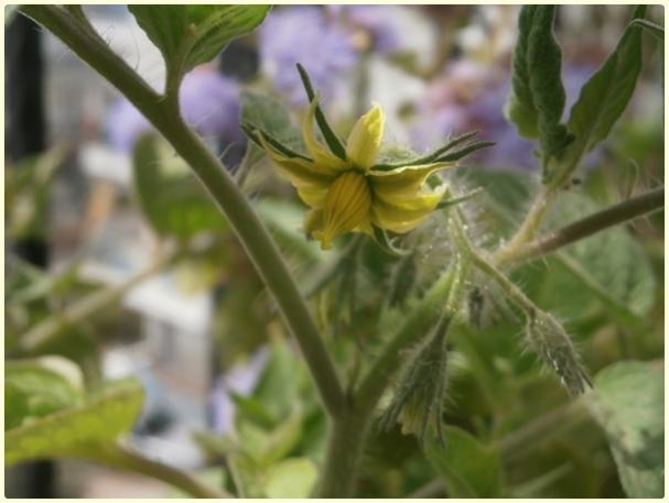 Name:  Japanese Black Trifele Domates ((Solanum lycopersicum 'Japanese Trifele Black') - iek.jpg
Views: 590
Size:  32.4 KB