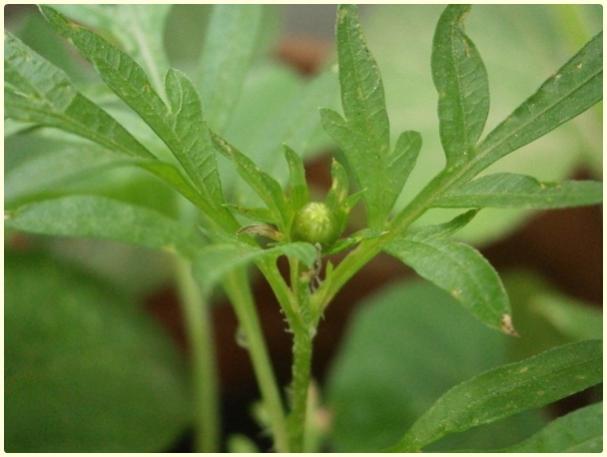 Name:  Cosmos sulphureus - Tomurcuk.jpg
Views: 602
Size:  30.8 KB