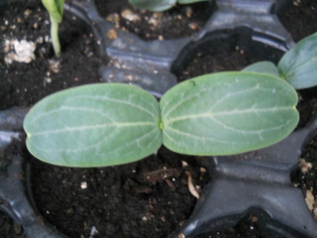 Name:  DSCN8211.jpg
Views: 273
Size:  36.2 KB