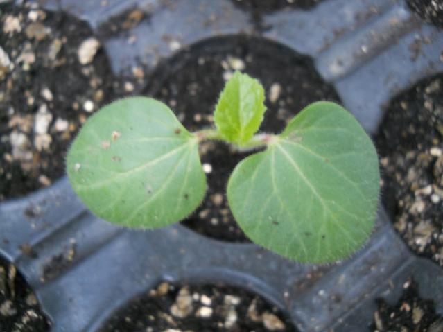 Name:  DSCN8219.jpg
Views: 272
Size:  33.9 KB