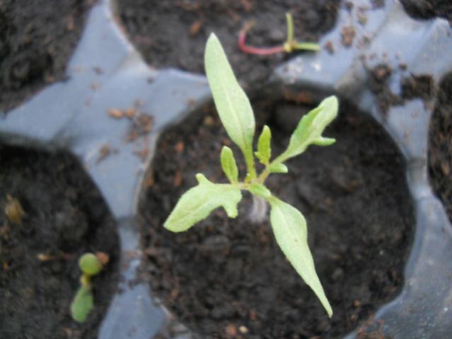 Name:  DSCN8245.jpg
Views: 244
Size:  32.2 KB