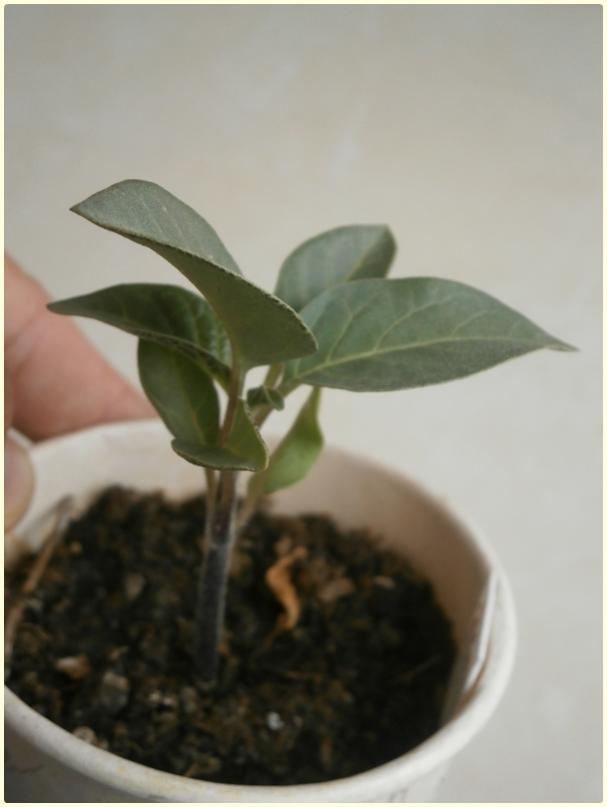 Name:  Datura4.jpg
Views: 401
Size:  32.4 KB