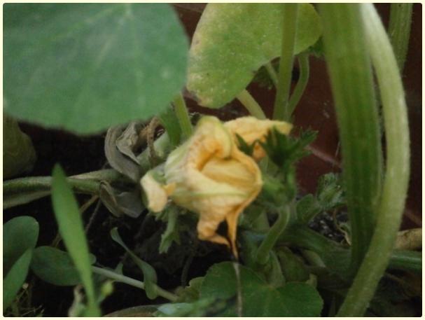 Name: Butternut Waltham Kabak (Cucurbita moschata) - Geçmiş Çiçek.jpg
Views: 491
Size: 31.7 KB