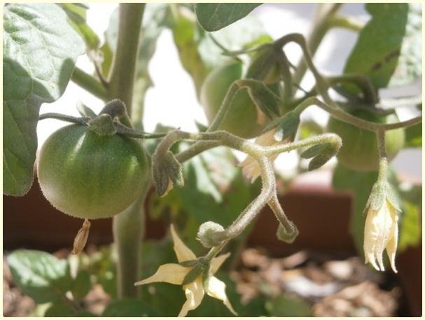 Name:  Tiny Tim Domates (Solanum lycopersicum 'Tiny Tim') - meyve.jpg
Views: 560
Size:  37.2 KB