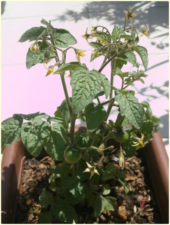 Name:  Tiny Tim Domates (Solanum lycopersicum 'Tiny Tim') (3).jpg
Views: 545
Size:  64.5 KB