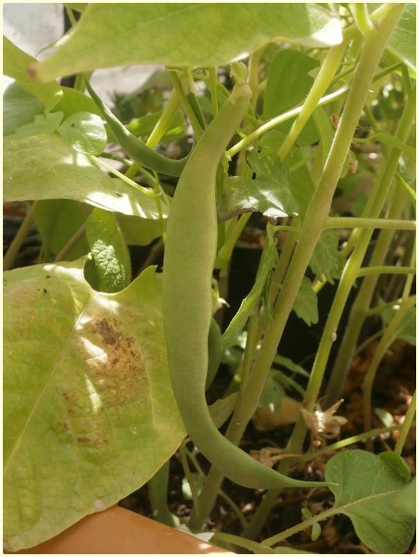 Name:  Kark Fasulye (Phaseolus vulgaris) - meyve  (2).jpg
Views: 693
Size:  64.3 KB