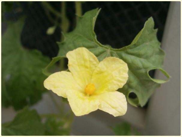 Name:  Kudret Nar (Momordica charantia) - ilk iek.jpg
Views: 507
Size:  23.7 KB