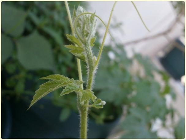 Name:  Kudret Nar (Momordica charantia) - erkek  iek tomurcuu.jpg
Views: 483
Size:  26.6 KB