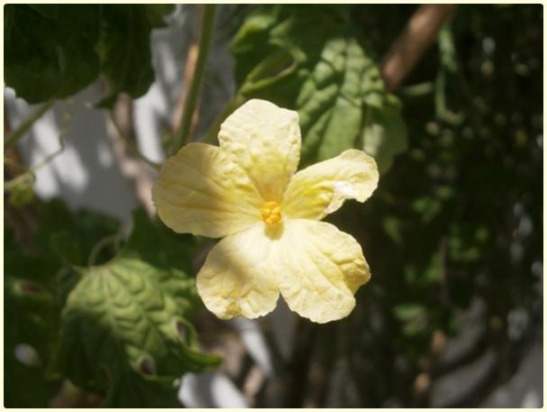 Name:  Kudret Nar (Momordica charantia) - erkek iek.jpg
Views: 487
Size:  29.3 KB