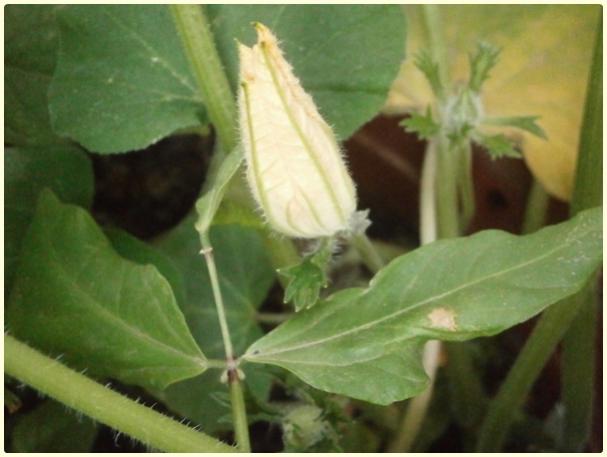 Name: Butternut Waltham Kabak (Cucurbita moschata) - erkek çiçek tomurcuğu.jpg
Views: 466
Size: 32.7 KB