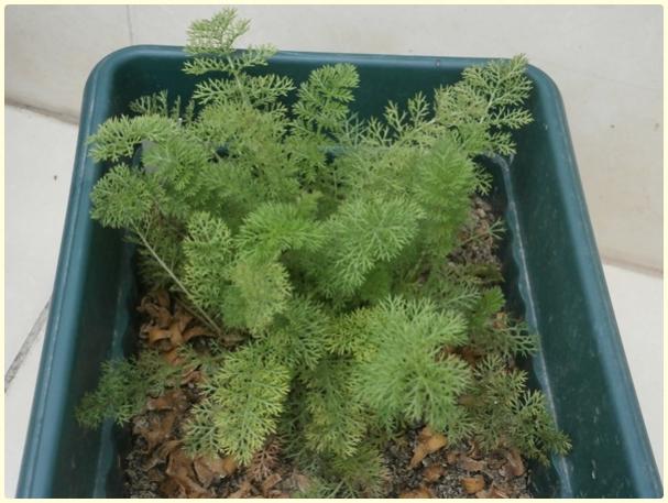 Name:  Beyaz Civan Peremi (Achillea millefolium)5.jpg
Views: 1110
Size:  47.1 KB