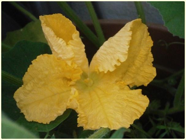 Name: Butternut Waltham Kabak (Cucurbita moschata) - erkek çiçek.jpg
Views: 454
Size: 30.9 KB