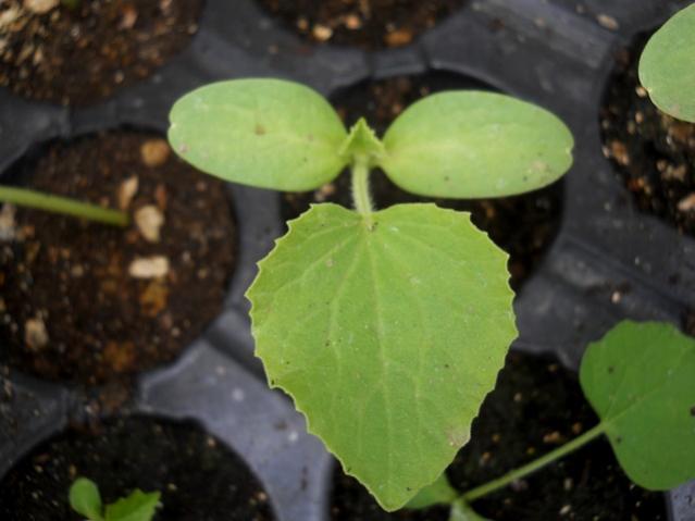 Name:  DSCN8520.jpg
Views: 318
Size:  31.3 KB