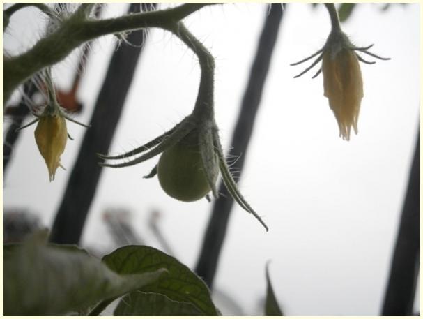 Name:  Japanese Black Trifele Domates ((Solanum lycopersicum 'Japanese Trifele Black') - meyve.jpg
Views: 476
Size:  27.2 KB