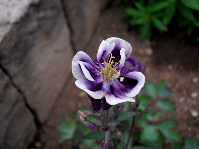 Name: DSCN8615 haseki bahcedenn.jpg
Views: 448
Size: 69.0 KB