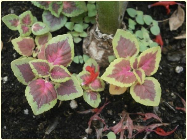 Name:  Yaprak Gzeli (Solenostemon sp.).jpg
Views: 316
Size:  45.4 KB