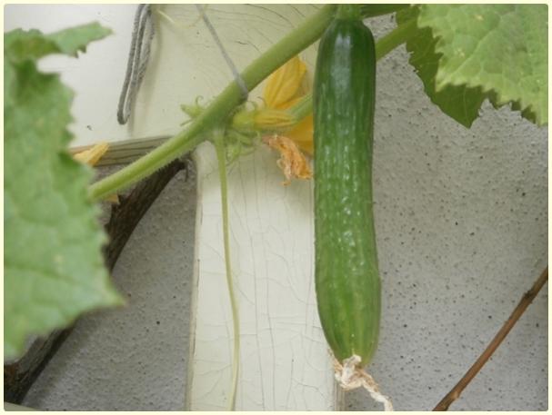 Name:  Salatalk, Hyar (Cucumis sativus) - meyve.jpg
Views: 431
Size:  33.9 KB