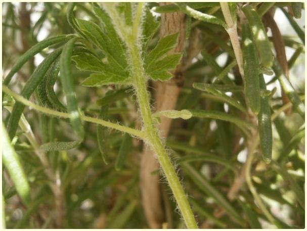 Name:  Kudret Nar (Momordica charantia) - dii iek tomurcuu.jpg
Views: 459
Size:  40.0 KB