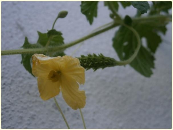 Name:  Kudret Nar (Momordica charantia) - dii iek.jpg
Views: 459
Size:  24.7 KB