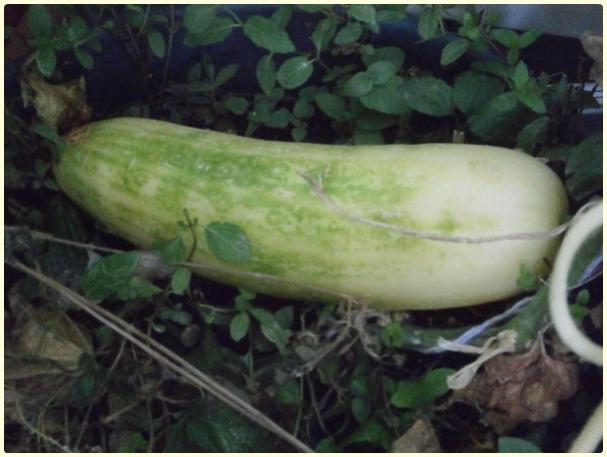 Name:  Salatalk, Hyar (Cucumis sativus) - tohumluk meyve.jpg
Views: 620
Size:  37.3 KB