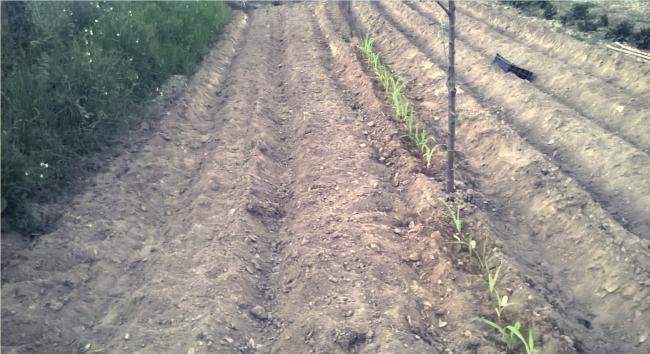 Name:  msr 04.06.2016.jpg
Views: 408
Size:  50.7 KB