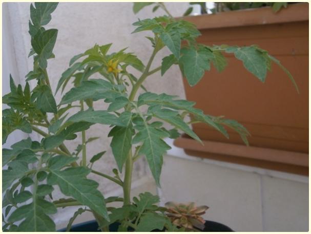 Name:  Cherry Domates (Solanum lycopersicum).jpg
Views: 461
Size:  34.1 KB