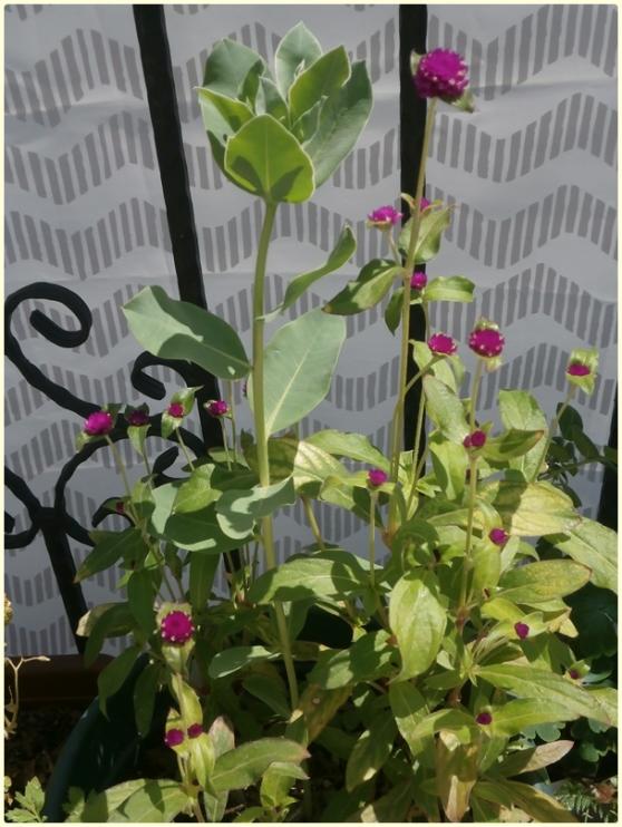 Name:  Dme iei (Gomphrena globosa).jpg
Views: 500
Size:  67.0 KB