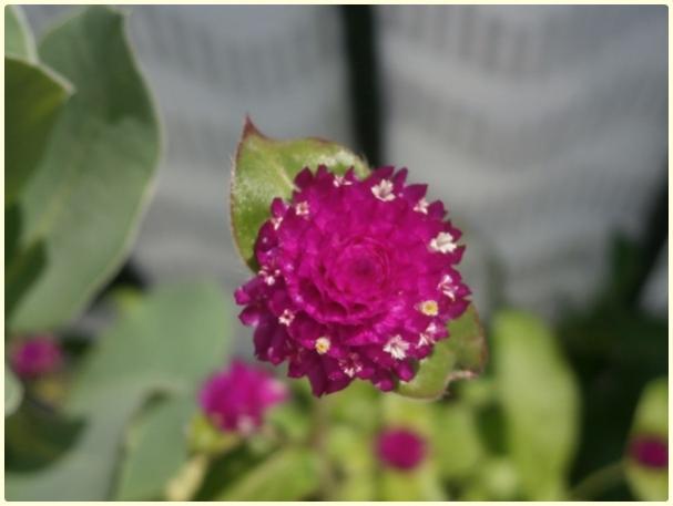 Name:  Dme iei (Gomphrena globosa) (2).jpg
Views: 513
Size:  25.1 KB