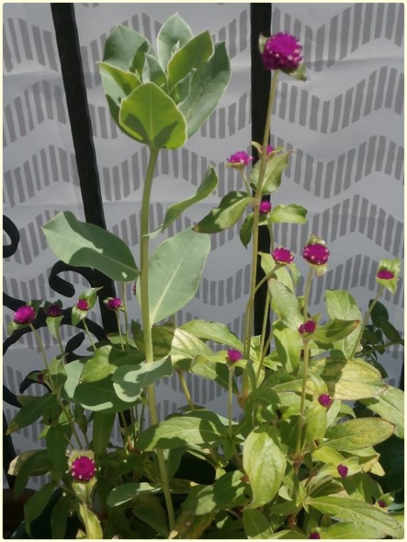 Name:  z iei, Alacal Stleen (Euphorbia marginata).jpg
Views: 510
Size:  65.9 KB