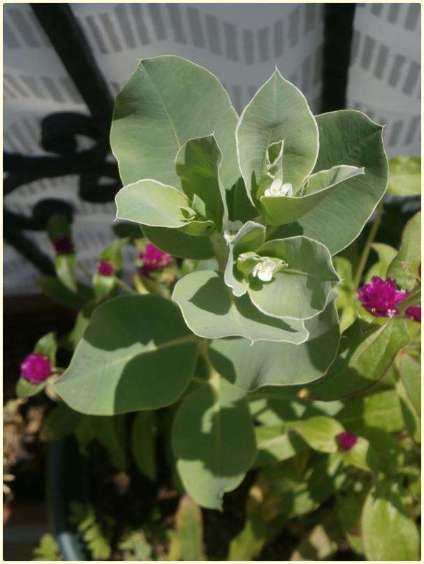 Name:  z iei, Alacal Stleen (Euphorbia marginata) (2).jpg
Views: 552
Size:  51.7 KB