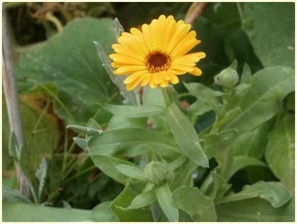 Name:  Aynsafa (Calendula officinalis).jpg
Views: 431
Size:  33.7 KB