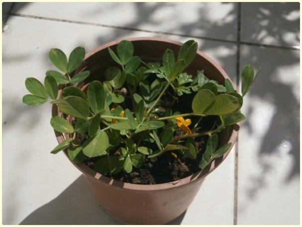 Name:  Adana Yer Fst (Arachis hypogaea).jpg
Views: 457
Size:  33.2 KB