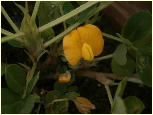 Name:  Adana Yer Fst (Arachis hypogaea) (2).jpg
Views: 470
Size:  29.7 KB