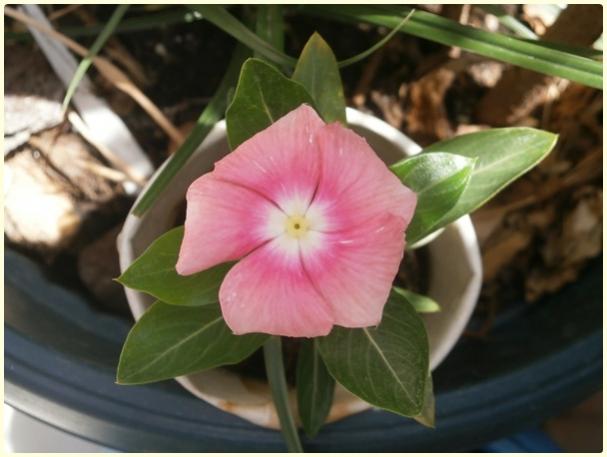 Name:  Pervane iei, Rozet iei (Catharanthus roseus).jpg
Views: 478
Size:  35.1 KB