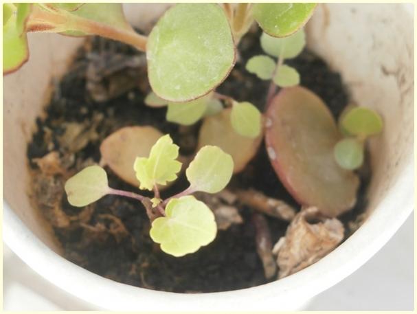 Name:  Anisodontea capensis.jpg
Views: 456
Size:  29.0 KB
