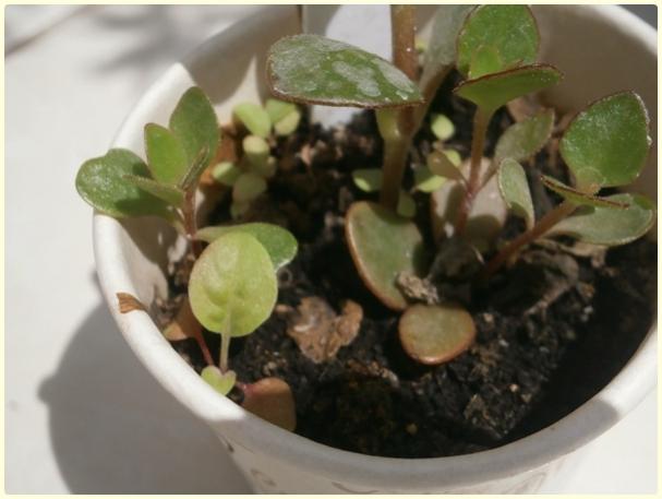 Name:  Ezan iei (Oenothera biennis).jpg
Views: 470
Size:  31.8 KB