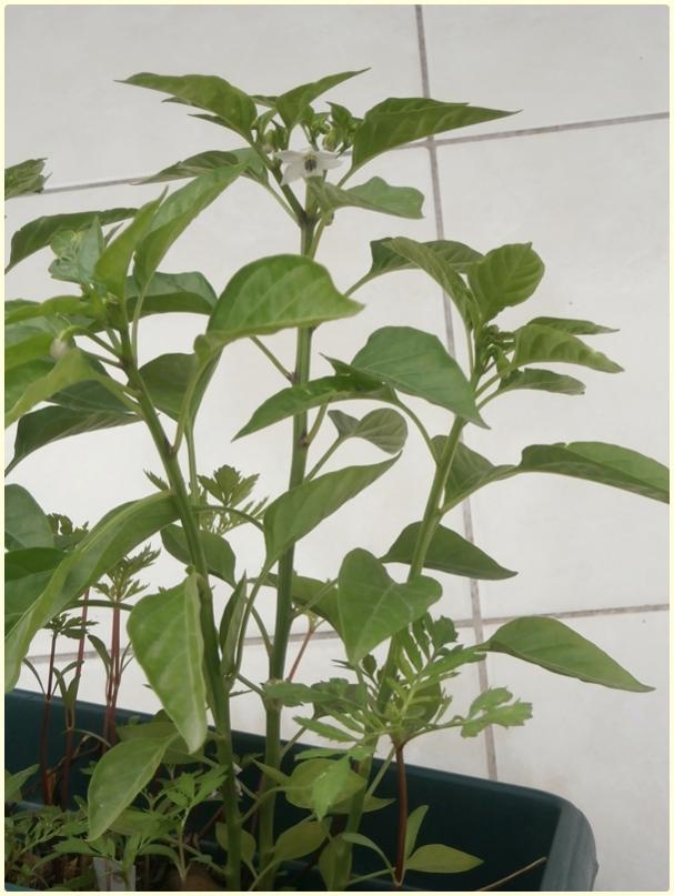 Name:  Yukar Bakan Biber (Capsicum frutescens).jpg
Views: 474
Size:  61.7 KB