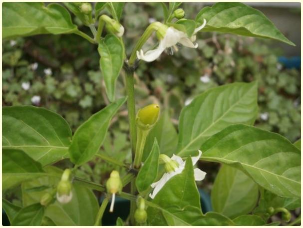 Name:  Yukar Bakan Biber (Capsicum frutescens) (2).jpg
Views: 459
Size:  38.0 KB